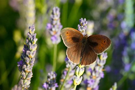 The Lavender Fields of Croatia - 3 Seas Europe