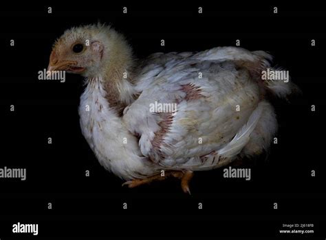 3 Week Old Broiler Chicken Isolated On Black Stock Photo Alamy