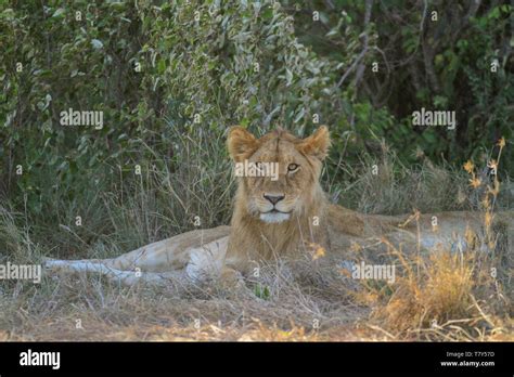 Lion Fur Close Up High Resolution Stock Photography and Images - Alamy