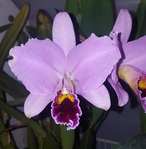 Cattleya Percivaliana