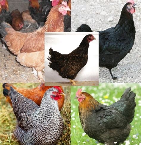 Dark Brown Egg Pullet Surplus Special Cackle Hatchery