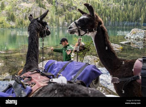 Welcome To The Weird And Wonderful World Of Llamas Llama Trekking Is