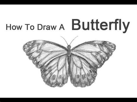 How To Draw A Butterfly Step By Step Video