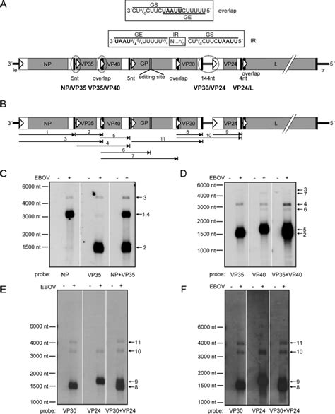 Northern Blot Analysis Of Ebov Mrnas A Scheme Of The Ebov Genome