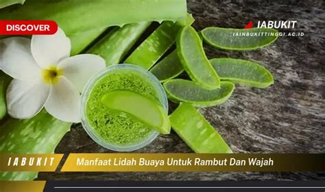 Temukan 7 Manfaat Lidah Buaya Untuk Rambut Dan Wajah Yang Bikin