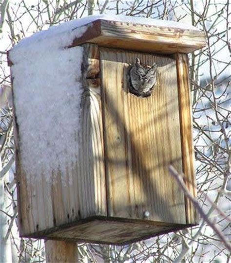 10+ Best Owl Box Plans images | owl box, owl nesting, owl house