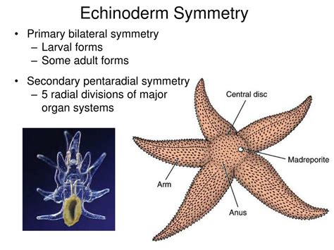 Ppt Phylum Echinodermata Powerpoint Presentation Free Download Id