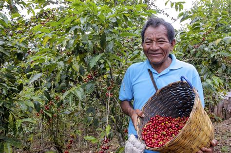 Impulsan Estrategia Para La Promoci N Del Consumo De Caf Peruano Gan M S