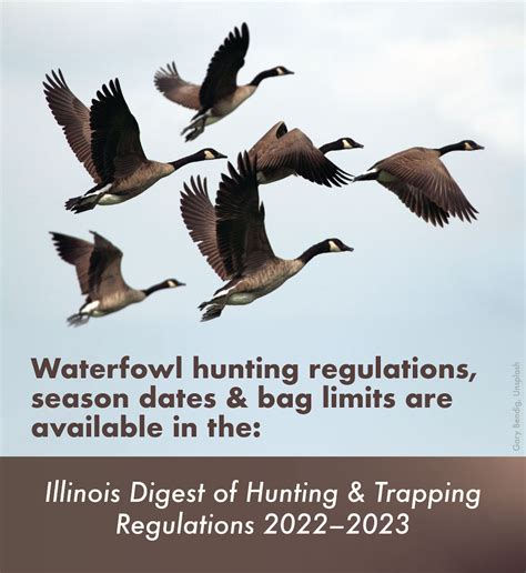 Outdoor Illinois Journal Waterfowl Overview And Outlook For 2022