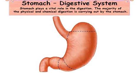 Stomach Digestion | Stomach Digestive System