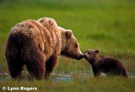 Green Funguys Blog 1: Grizzly Bears: A Keystone Species