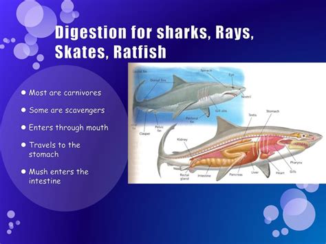 Ppt Invertebrate Chordates And Fish Powerpoint Presentation Free