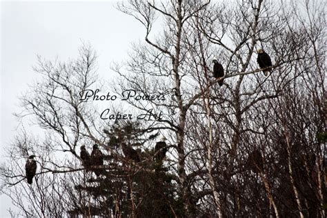 #33 - Look for Eagles - Nine eagles fishing the smelt run on the Bras D ...