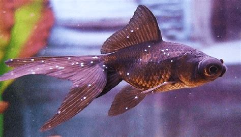 INFOMINA 3 Jenis Penyakit Ikan Hias Air Tawar Yang Sering Dijumpai