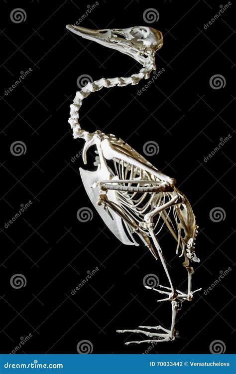 Duck stock photo. Image of scull, physiology, halloween - 70033442