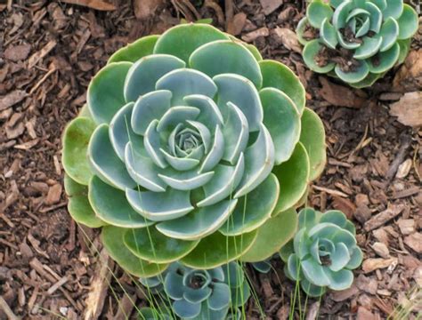 Echeveria Todo Lo Que Necesitas Saber Sobre Esta Hermosa Y Resistente