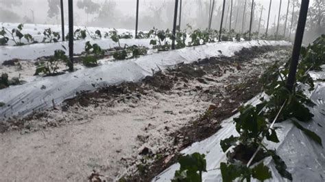 Chuva De Granizo Atinge Planta Es E Causa Preju Zos No Sul De Minas