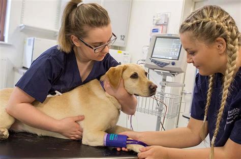 Veterinary Nurse – Telegraph