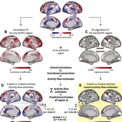 Directed Activity Flow Models Provide Mechanistic Insight Into The