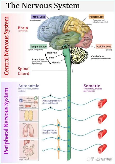 最佳推荐 高清详细的神经系统解剖学全 知乎