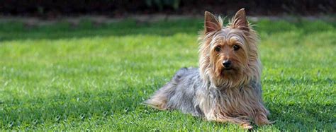 Aussie Silk Terrier | Dog Breed Facts and Information - Wag! Dog Walking