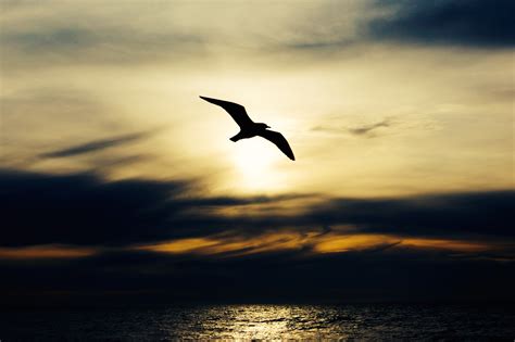 Free Images Beach Sea Coast Ocean Horizon Silhouette Bird Wing