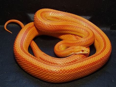 Corn Snake Pets Amino