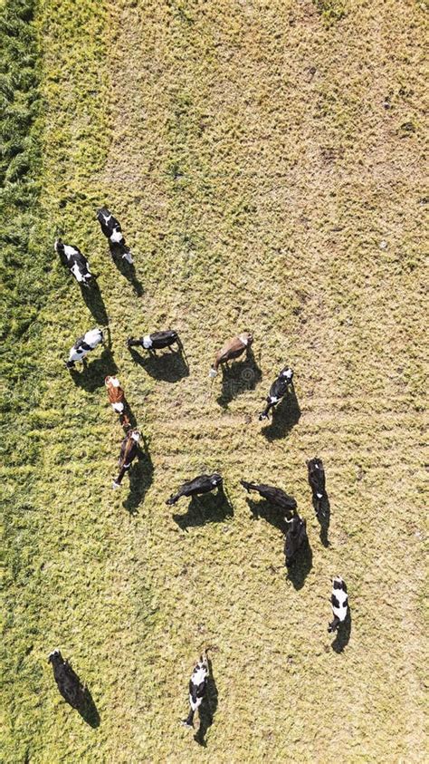 262 Aerial Cows Shot Stock Photos Free Royalty Free Stock Photos