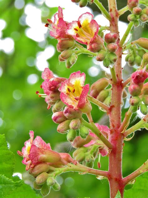 Chestnut Blossom Flowers - Free photo on Pixabay - Pixabay