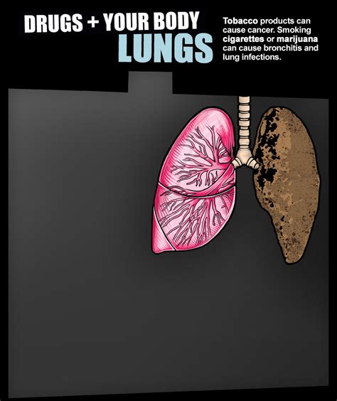 DRUGS + YOUR BODY :: Lungs