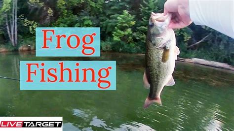 Topwater Frog Fishing Insane Blowups YouTube