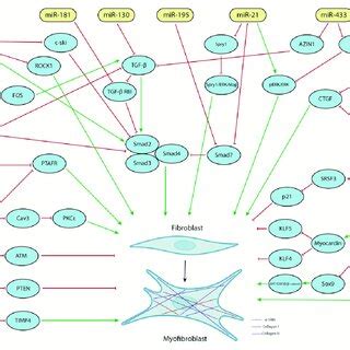 Cardiac Inflammation Schematic Representation Of The Main Mirna