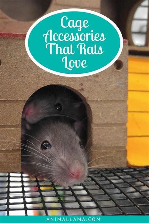 Rat Cage Accessories & Decorations for a Comfortable Rat Home ...