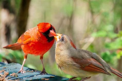 18 Amazing Cardinal Bird Facts You Didn’t Know (2022) - Birds Fact