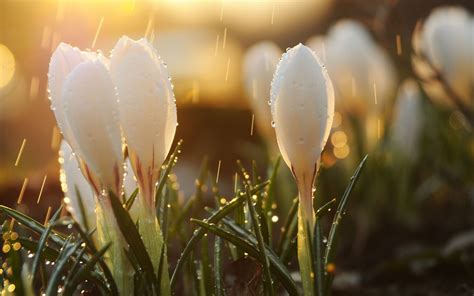 Wallpaper Snowdrops Flowers Grass Drops Light Glare 2560x1600