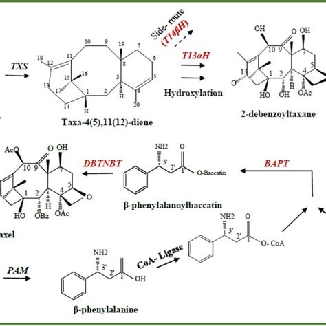 A Summarized Paclitaxel Biosynthesis Pathway Txs Taxadiene Synthase Download Scientific