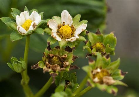 Western Flower Thrips Damage Best Flower Site