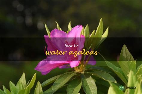 The Secret To Successful Azalea Care: A Guide To Watering Azaleas | ShunCy