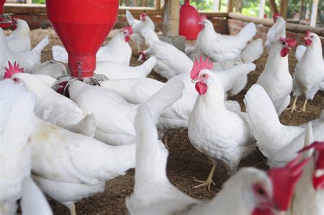 Procedures Involved How To Setup Start Poultry Farming In Nigeria