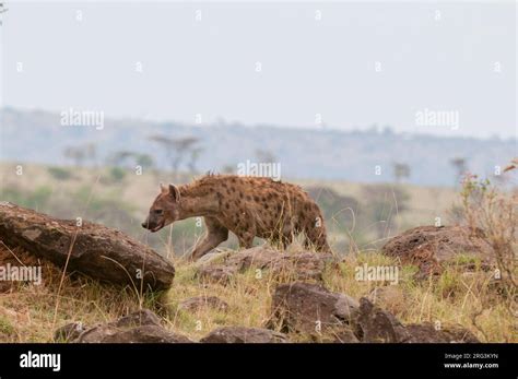 A Spotted Hyena Crocuta Crocuta Walking Among Boulders On The Savanna