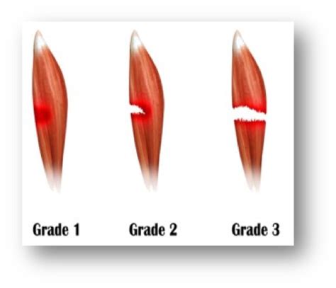 Muscular Injuries in Dogs and Cats it is important to have them ...