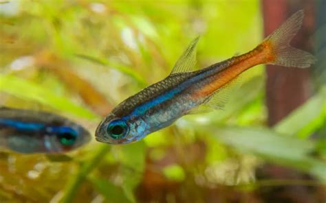 Neon Tetra Care Complete Guide For Beginners AquariumNexus