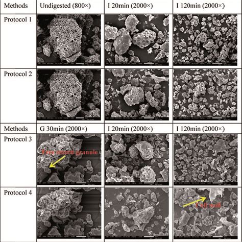 Scanning Electron Micrographs Of Cooked Rice Before And After Digestion