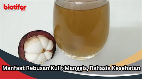 Manfaat Rebusan Kulit Manggis Rahasia Kesehatan Biotifor