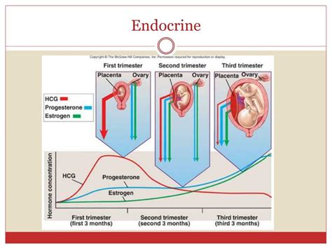 Ppt Physiology Of Pregnancy Powerpoint Presentation Free Download