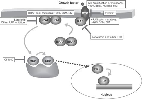 Figure 1 From The Rasmitogen Activated Protein Map Kinase Pathway In