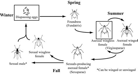 Life Cycle Of Aphids Diagram