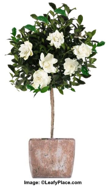 Gardenia Tree Care And Growing Guide Watering Pruning And More