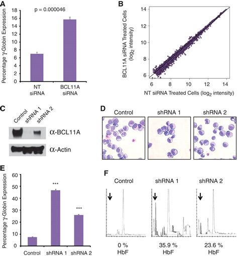 Human Fetal Hemoglobin Expression Is Regulated By The Developmental