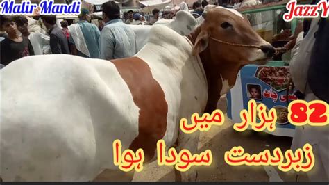 Malir Cow Mandi Latest Rates Update Today Chota Or Sasta Maal